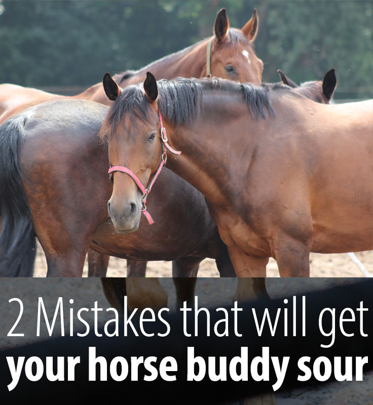 2 Hidden mistakes that will get your horse buddy sour Radek Libal