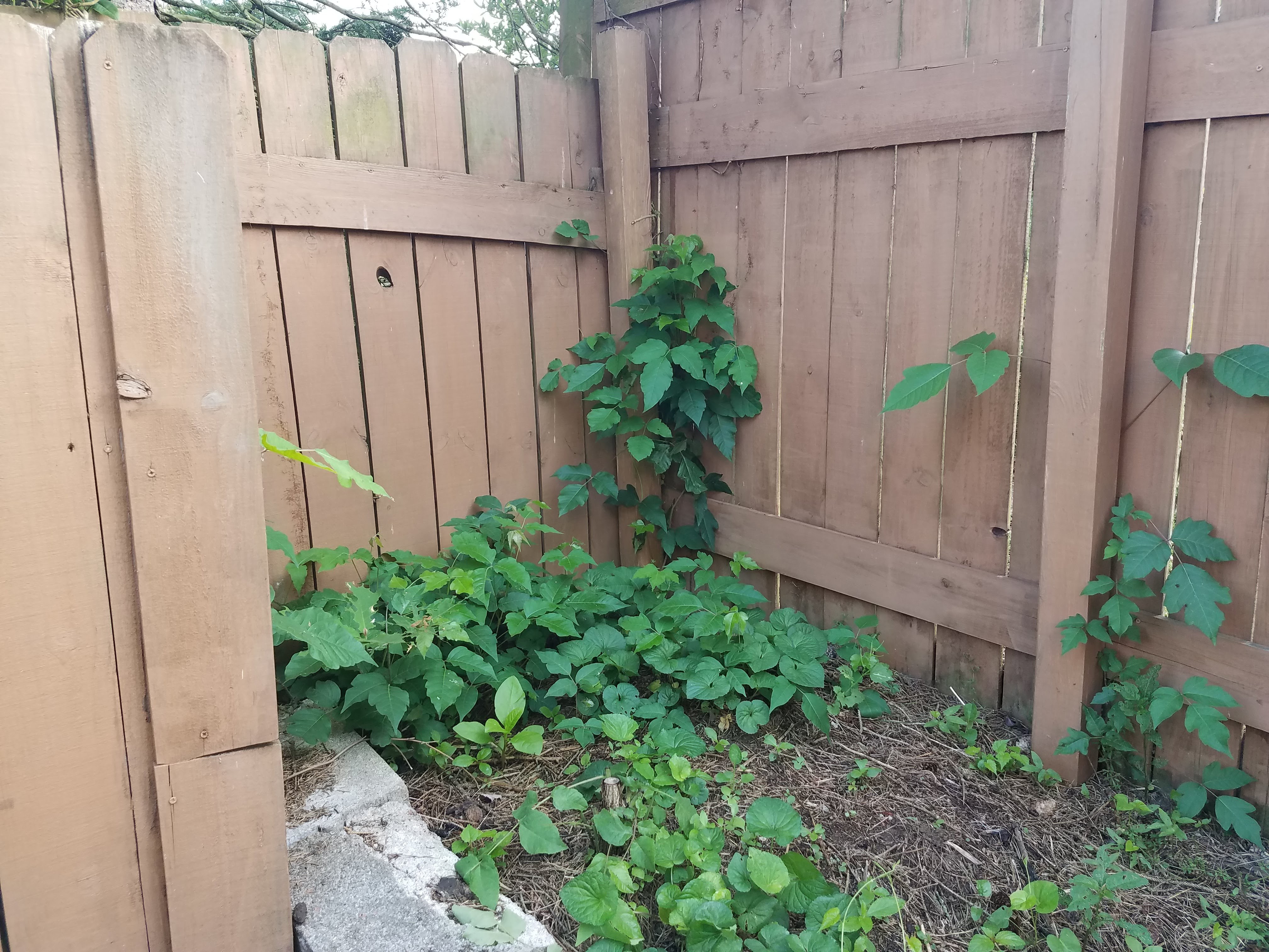 Bad Fences Make Good Neighbors Poison Ivy Radical Moderate