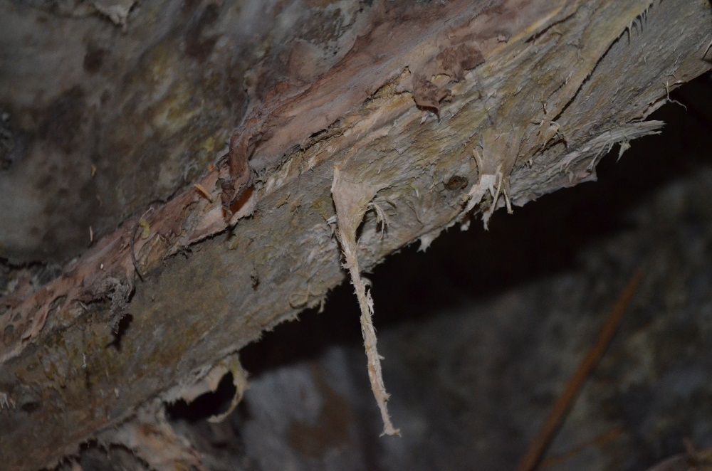 Wet and Dry Rot Treatment Northern Ireland Radication Ltd