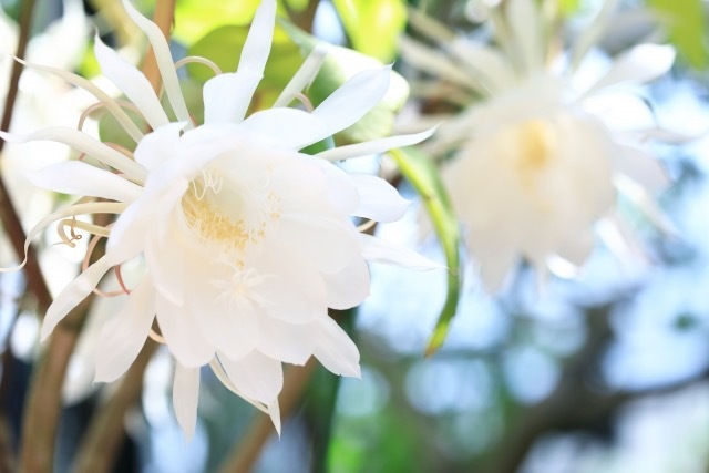 月下美人：（魅力・育て方） | Aut Fun |愛知工科大学 感動！一夜限りの「月下美人」が咲いた瞬間に立ち会ったアナウンサー | Radichubu-ラジチューブ-