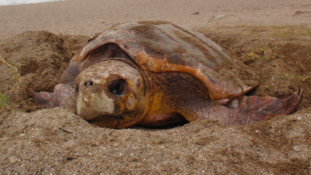 Stick, la tortue grosse tête a repris sa liberté