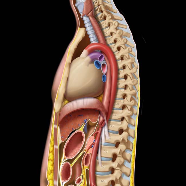 Imaging Approach to the Esophagus Radiology Key
