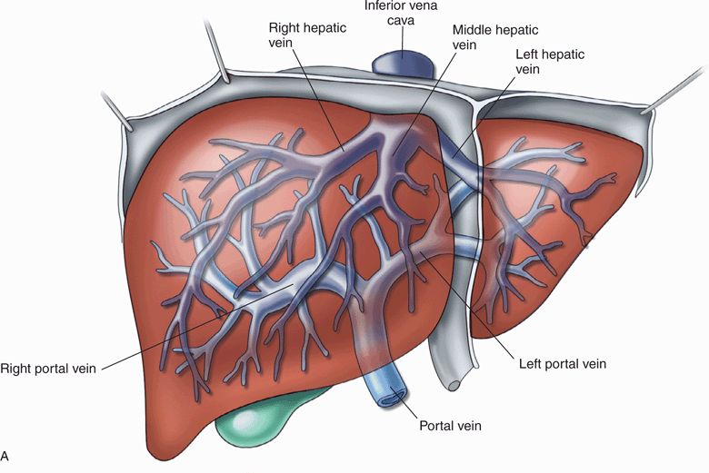 Hepatic Venous Anatomy