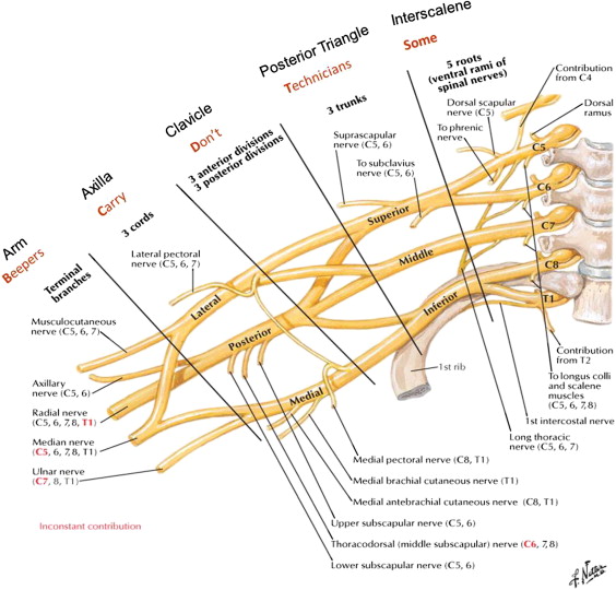 MR Imaging of the Brachial Plexus Radiology Key