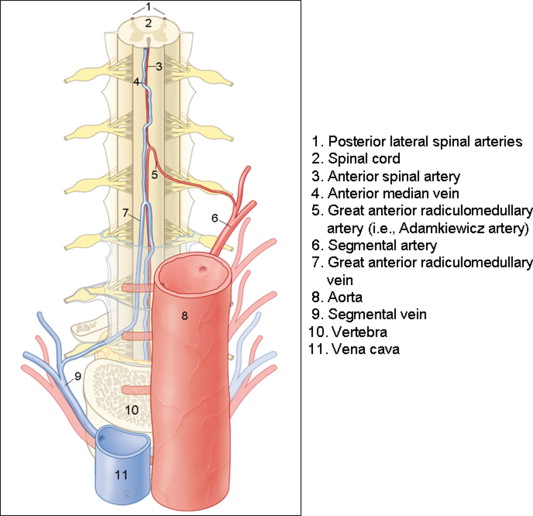 Mapping the Vasculature of the Spinal Cord Radiology Key
