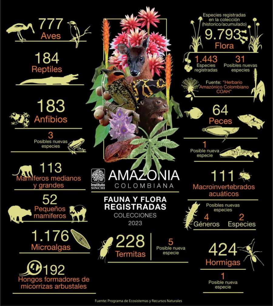 Amazonía colombiana características, flora y fauna Respira Amazonía