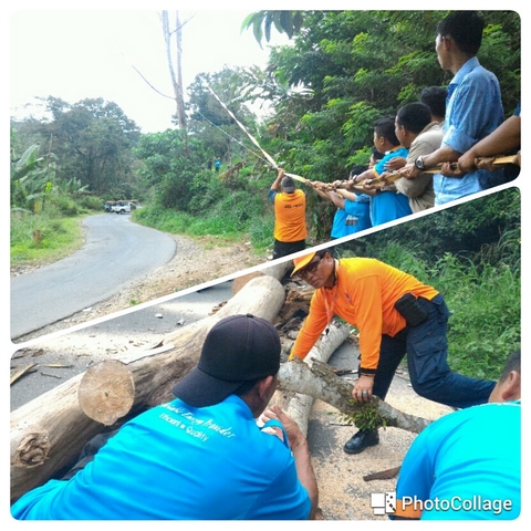 Darurat, BPBD Tebang Pohon Rawan Tumbang