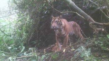 Tiga Ekor Harimau Sering Terlihat di Sungai Puah, KPGD
