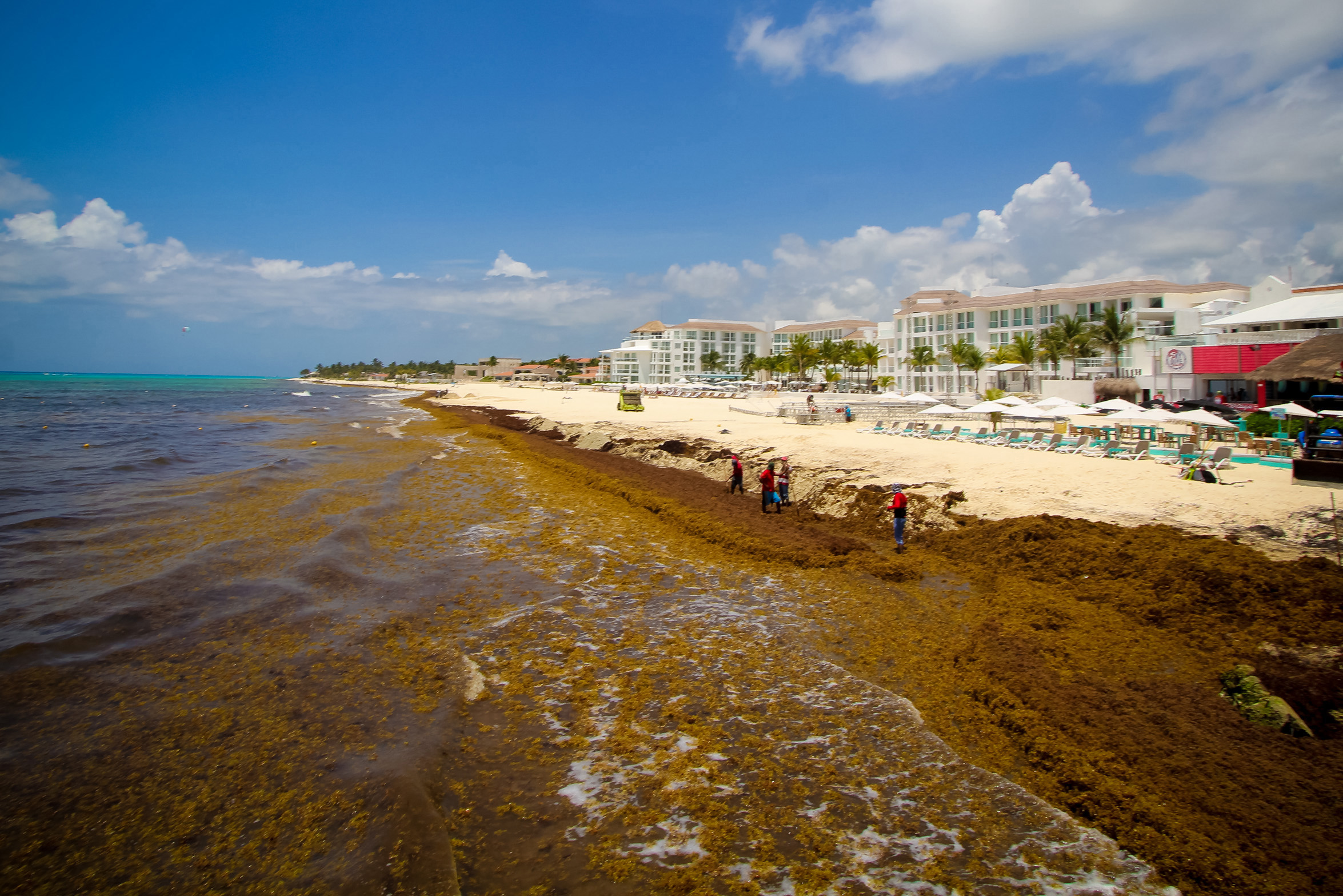 Afecta sargazo al sector gastronómico de Playa del Carmen Radio Turquesa