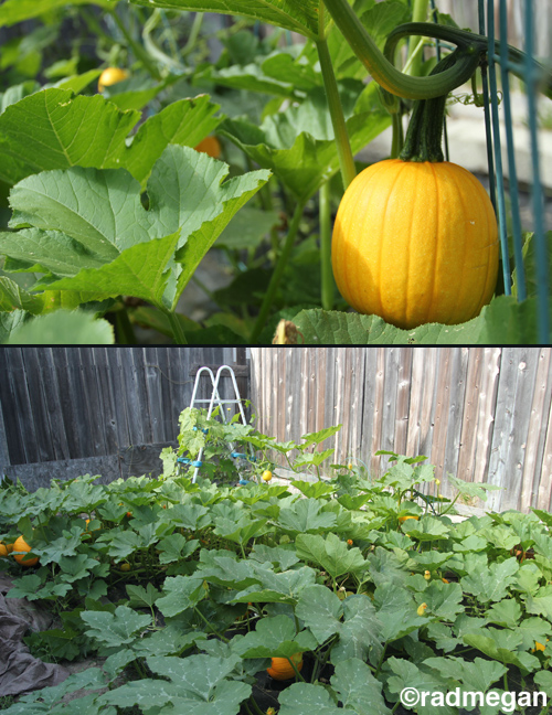 Photo Saturday Those Aren't Watermelons Radmegan