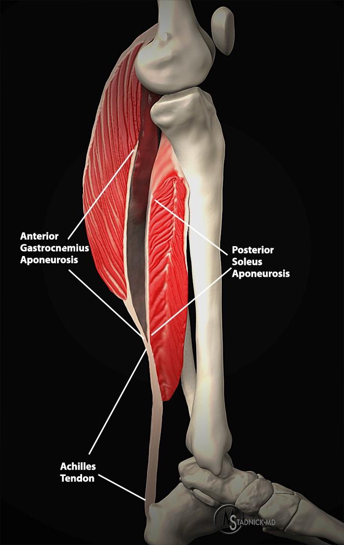 The pads of the machine are situated at the achilles tendon. Leg Mri Anatomy - soupbranch.com