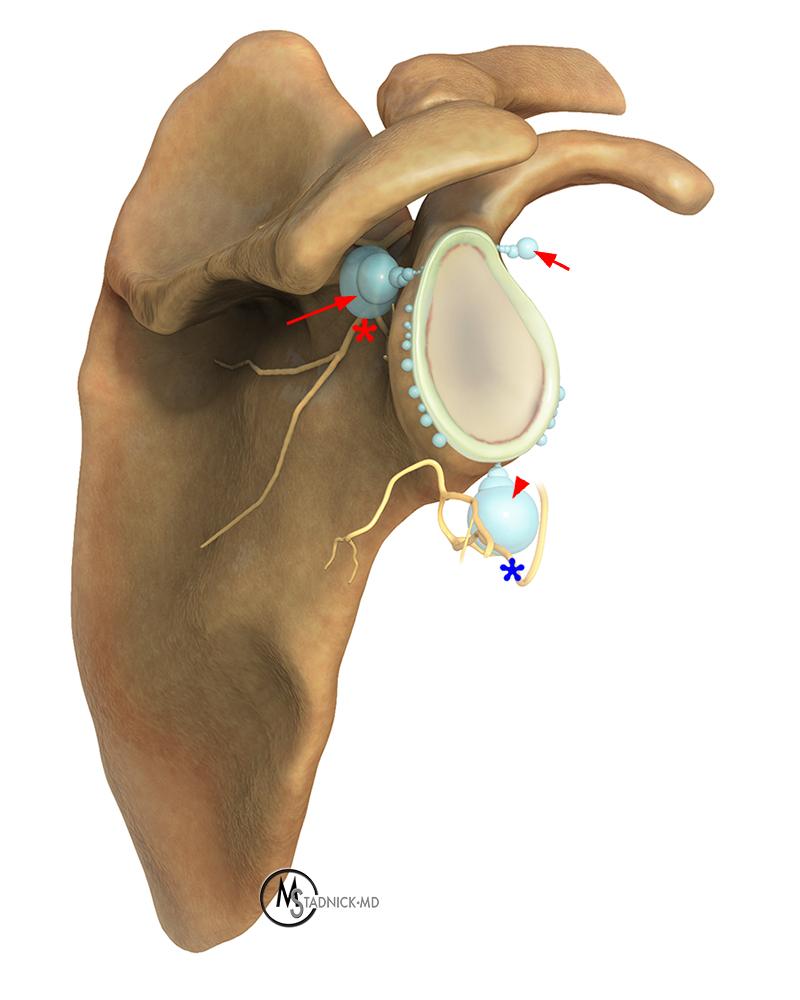 Shoulder Cysts Radsource