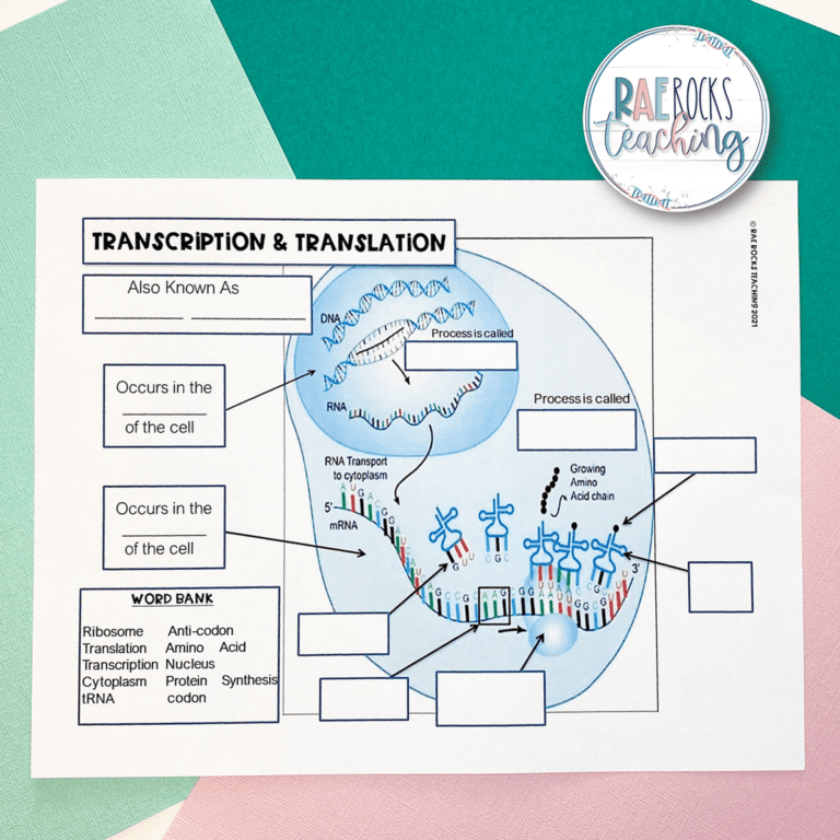 Protein Synthesis Steps Rae Rocks Teaching