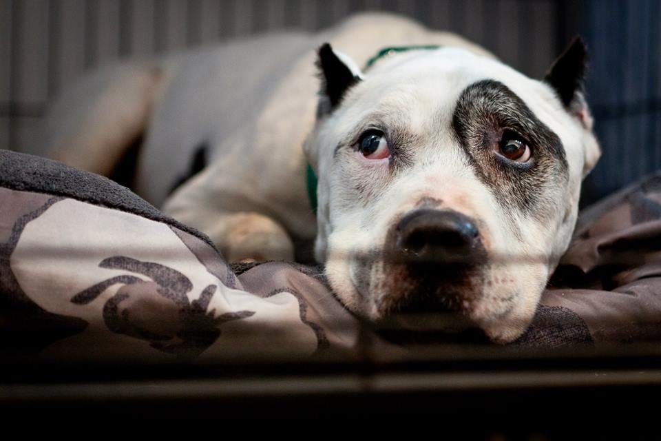 Motley Mutts Pet Rescue Fundraiser!