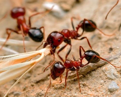 Guelph Pest Control: 4 Common Issues that Carpenter Ants Cause