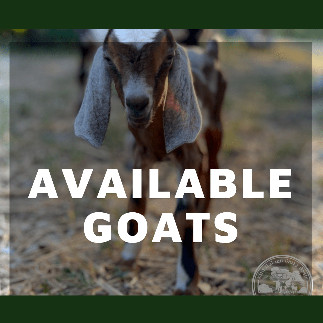 Cordova Goat For Sale at Anthony Hubbard blog