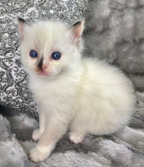Ragdoll Kittens for Sale Available kittens Ragdoll Blues