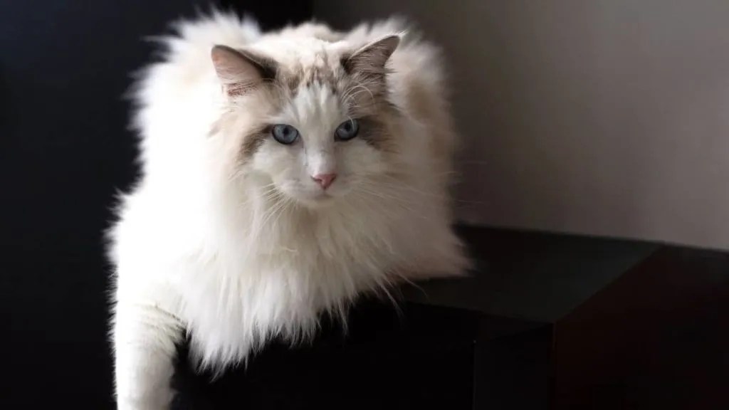 What Do Hookworms In Cats Look Like Coloringkids