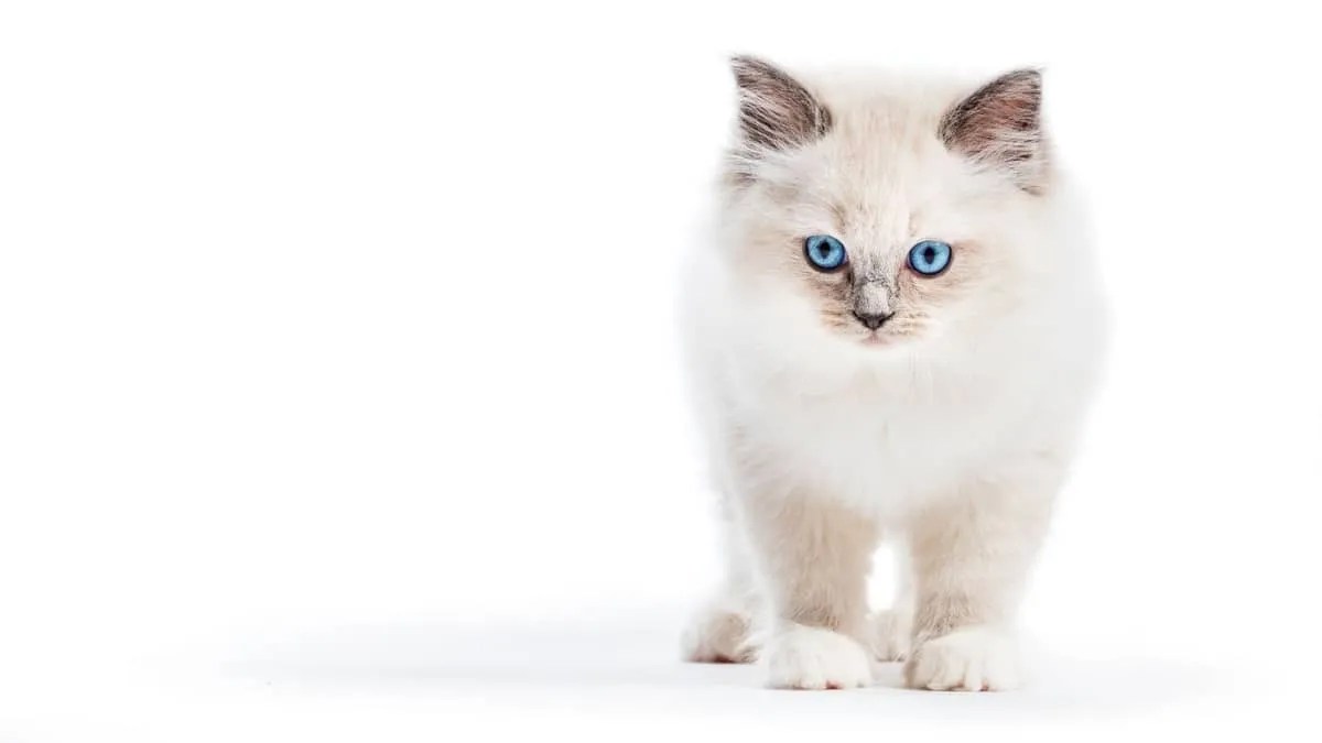 Why is My Ragdoll Cat So Small? Find Out If Toy Cats Exist Ragdollcare