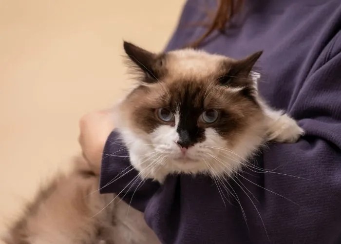 Why Do Ragdoll Cats Bite 5 Reasons Ragdoll Care