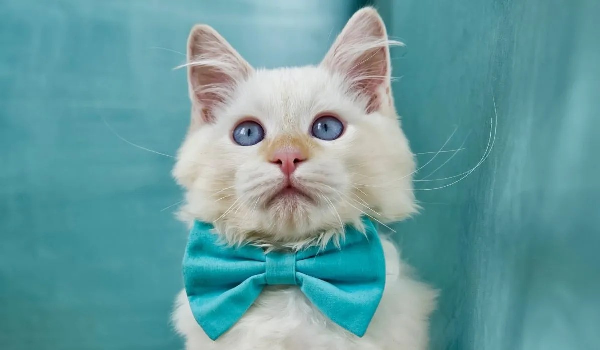 What Colors Do Ragdoll Cats Come In? From The Rarest To The Most Common