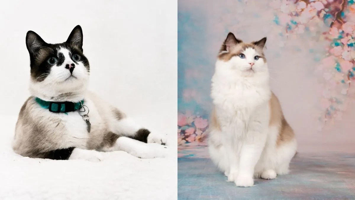 Differences Between Snowshoe Cat vs Ragdoll Ragdollcare