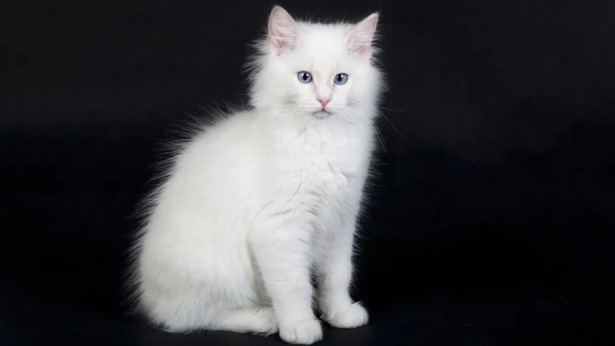 3 Interesting Facts About A Pure White Ragdoll Cat Ragdollcare