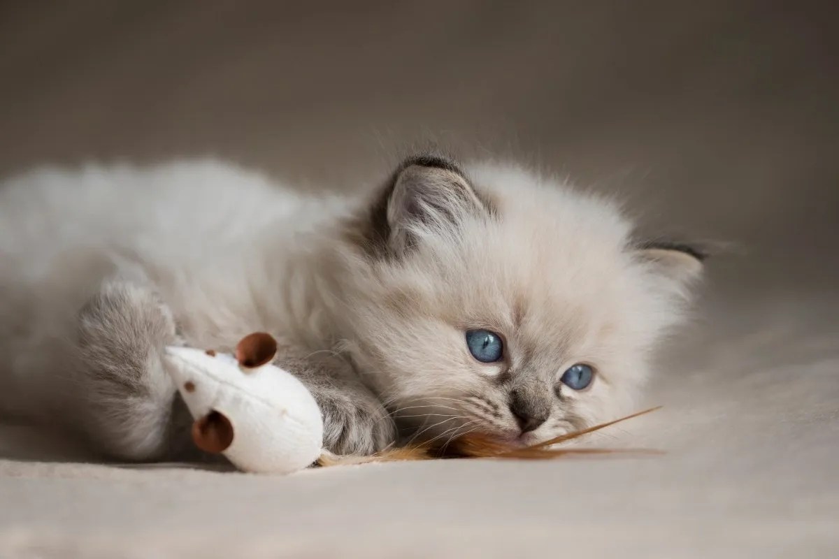 23 Perfect Names For Ragdoll Kittens! Ragdoll Care