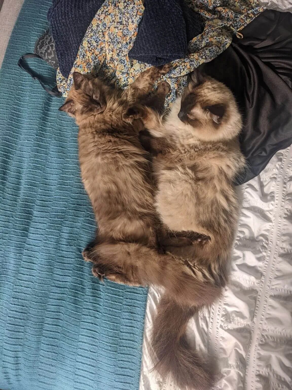 About Ragdoll Cat Advice