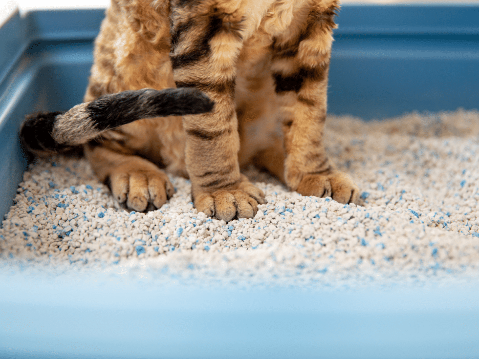Complete Guide to Litter Boxes for Senior Cats