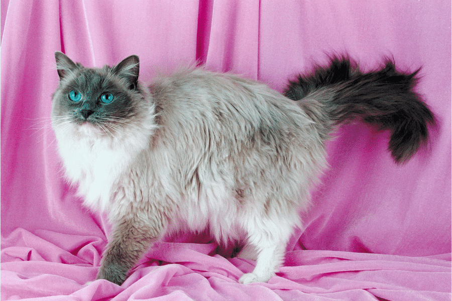 Blue Ragdoll Cats Ragdoll Cats World