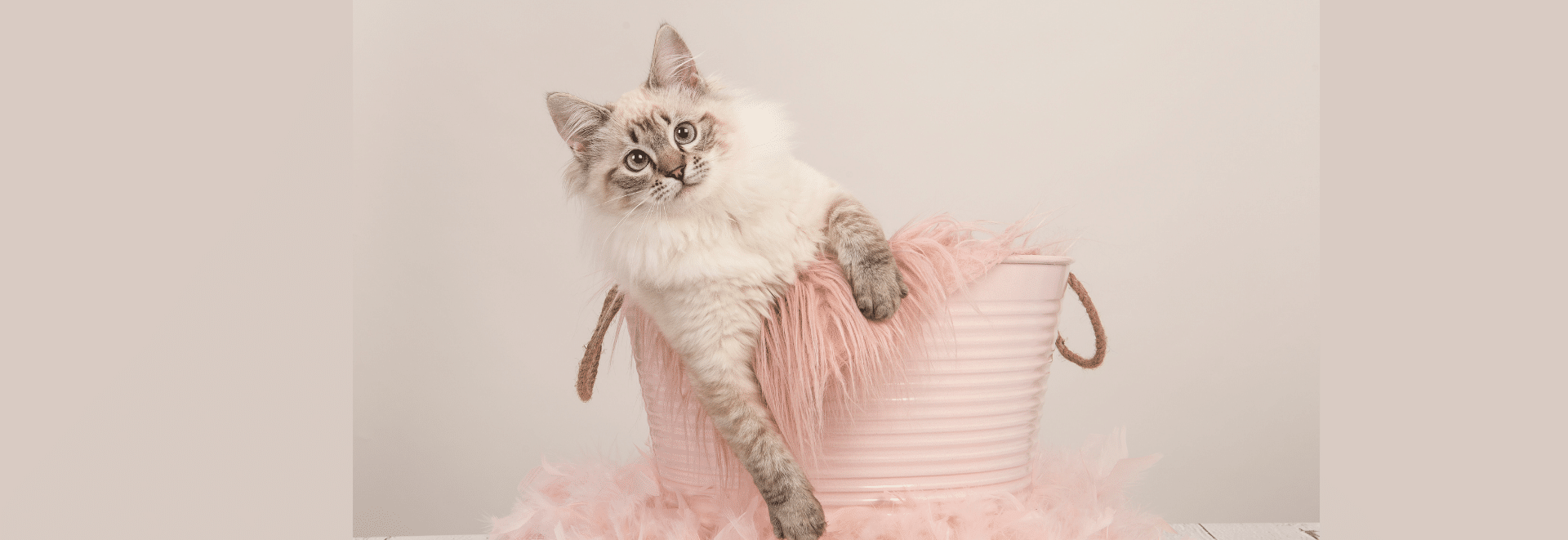 ragdoll-cats-world-fun-zone