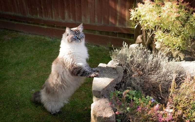 Ragdoll Cat Size Everything you need to know about a Ragdoll's size