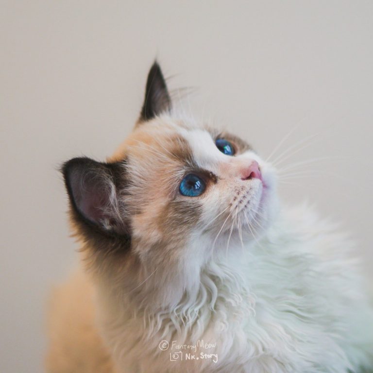 Fantasy Meow RagdollsRegistered Ragdoll Cat Breeder in East