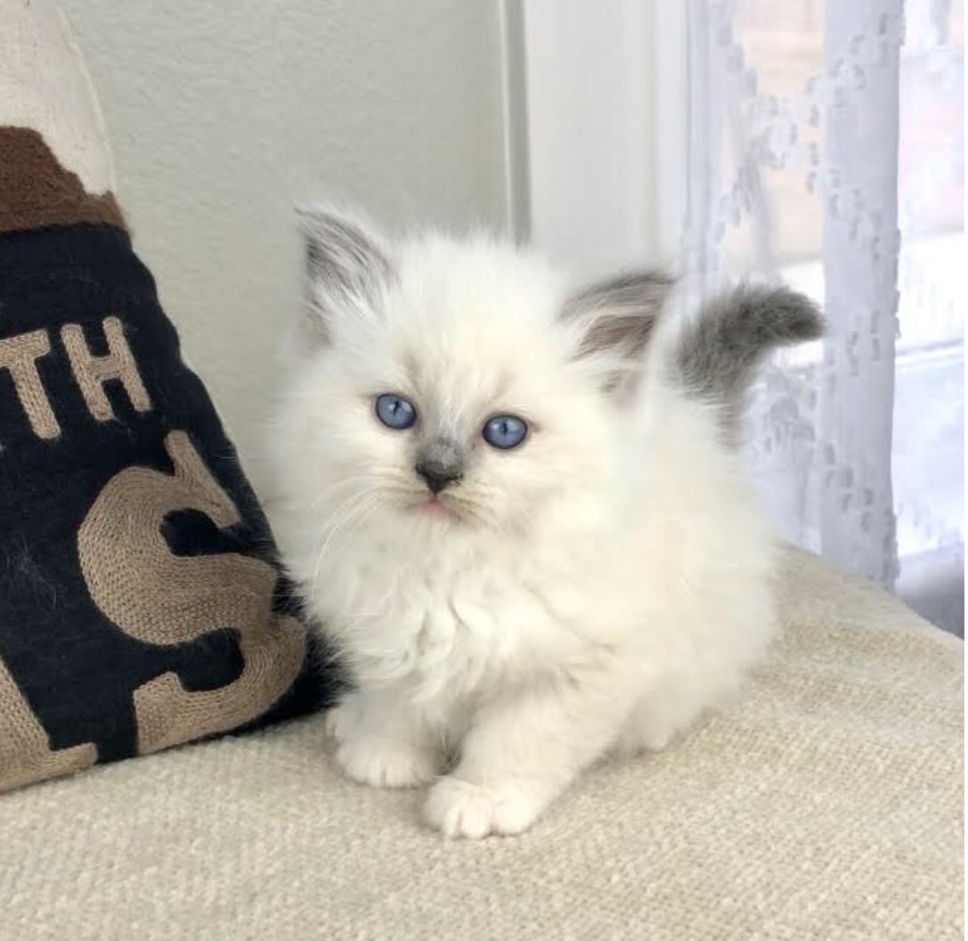 Texas Ragdoll KittensRegistered Ragdoll Cat Breeder in Denton County Texas