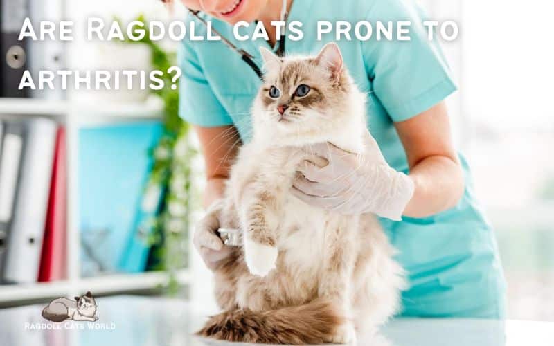 Are Ragdolls Prone to Arthritis? Ragdoll Cats World