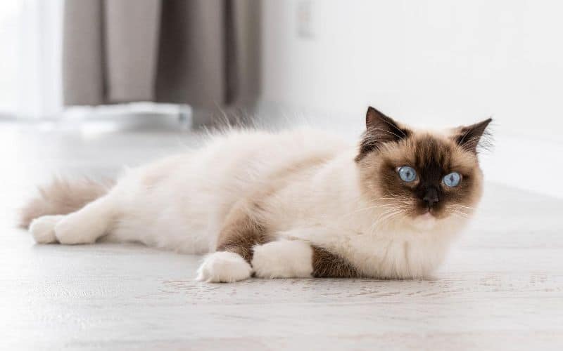 Are Ragdolls Prone to Arthritis? Ragdoll Cats World
