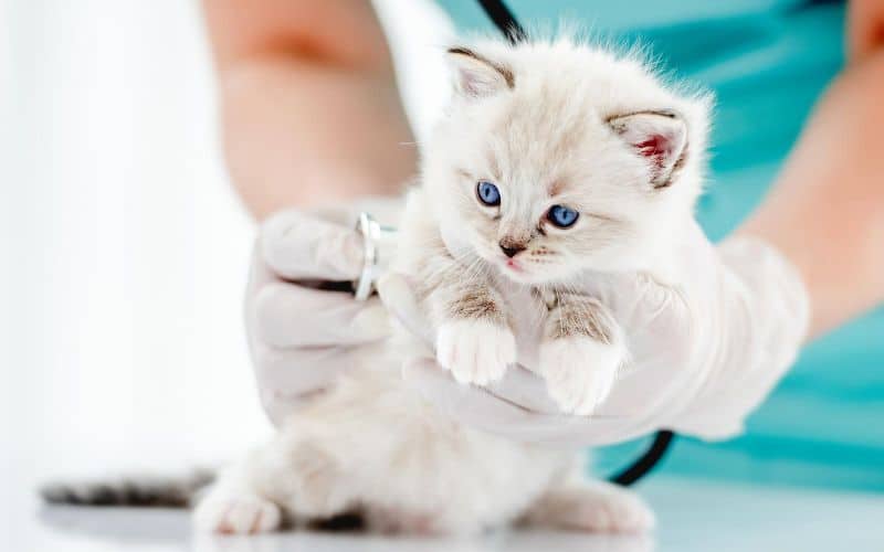 How To Take Your Ragdoll Cat To The Vet for the First Time Ragdoll Cats World