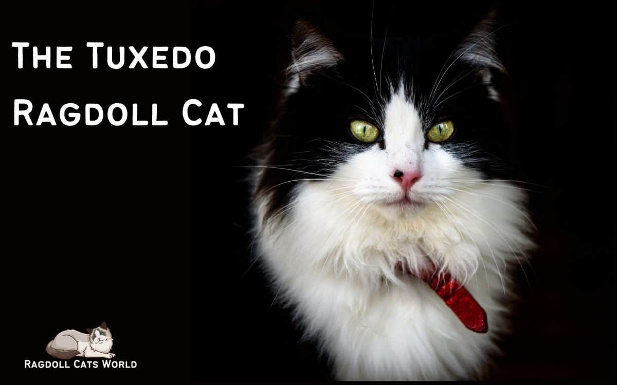 Tuxedo Ragdoll Cat Is there such a thing?