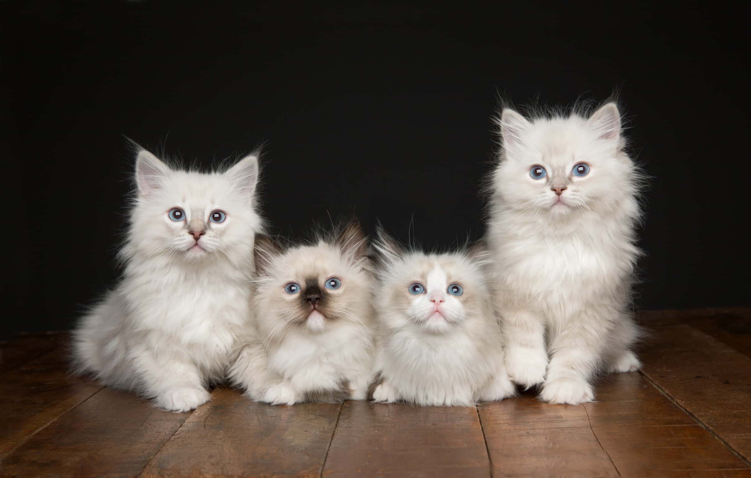 Whispurr Lane RagdollsRegistered Ragdoll Cat Breeder in London Ontario