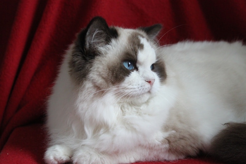 Three Rivers RagdollsRegistered Ragdoll Cat Breeder in Pittsburgh