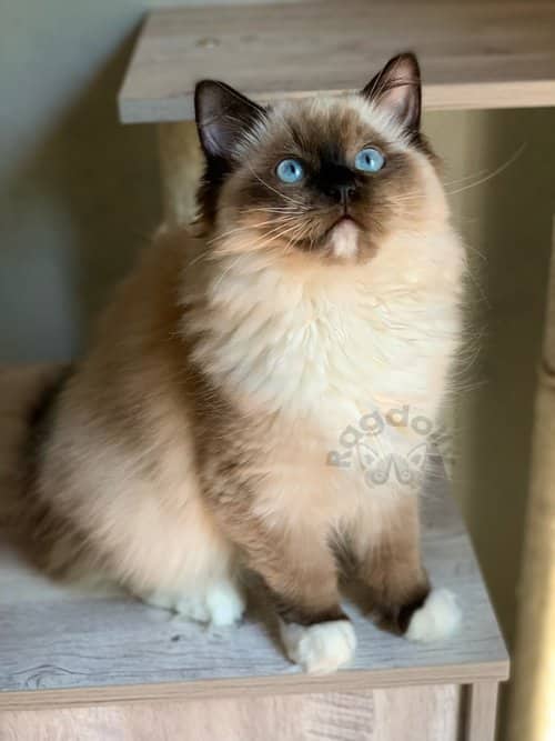 RagdollyJJRegistered Ragdoll Cat Breeder in Kitchener Ontario