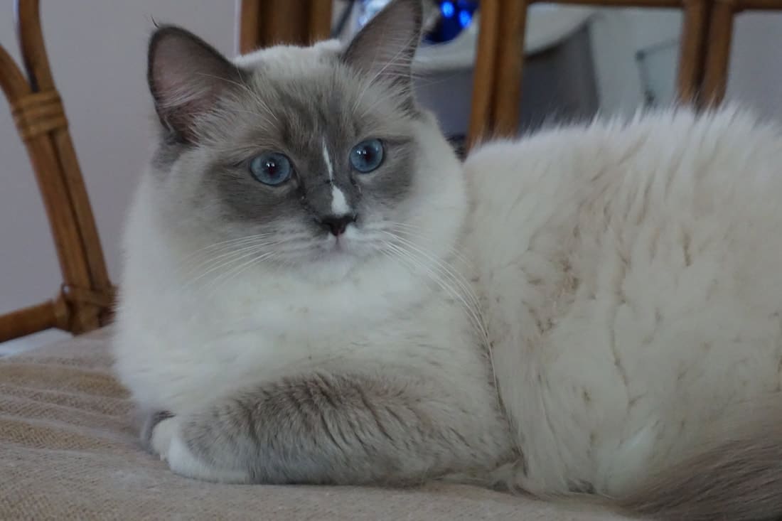 Bayridgerags RagdollsRegistered Ragdoll Cat Breeder in East Greenwich Rhode Island