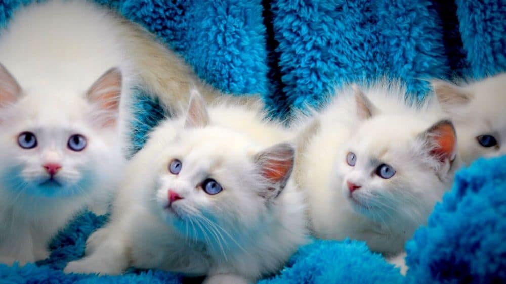 Amjance RagdollsRegistered Ragdoll Cat Breeder in Lockyer Valley