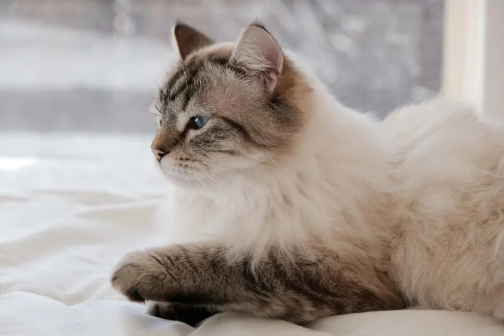 Are Ragdoll Cats High Maintenance? Eases & Challenges Care Ragdoll cute
