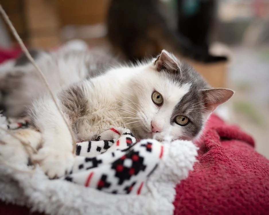 Can Ragdoll Cats Be Left Alone? Tips for Keeping Them Happy Ragdoll cute