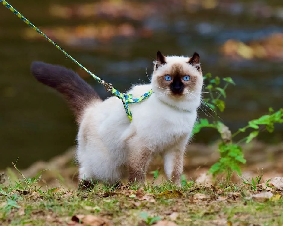 How To Train Your Ragdoll Kitten to Walk On A Leash StepbyStep Guide