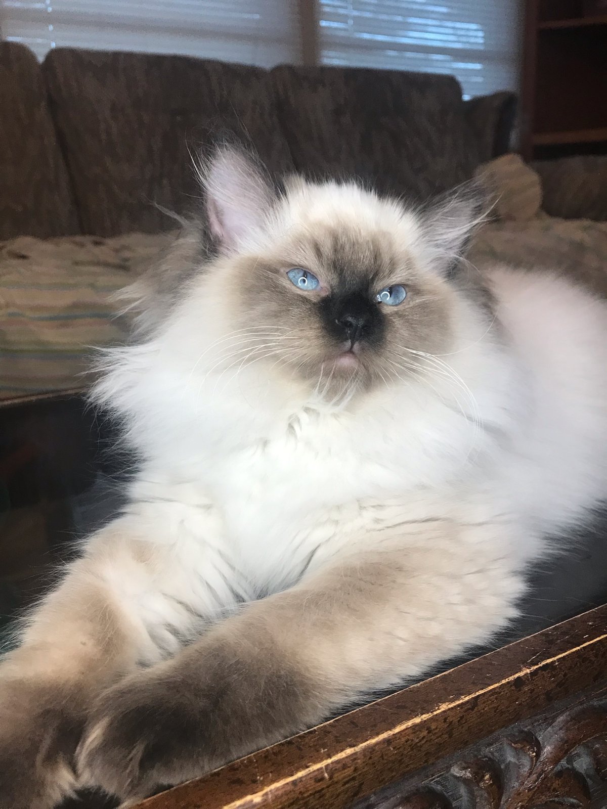 Ragdoll Kittens for Sale Ragdoll King