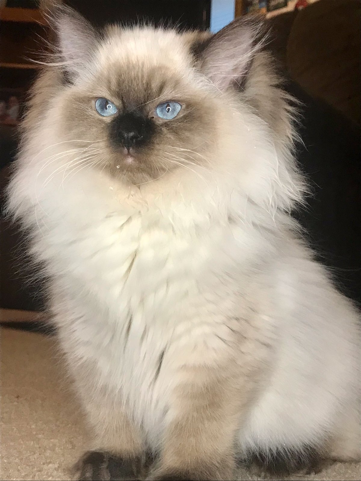 Ragdoll Kittens for Sale Ragdoll King