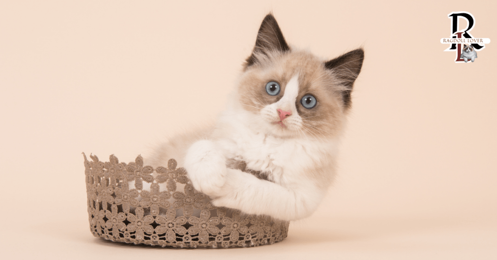 Best Ragdoll Cat Price ? complete Cost Guideline step by step 100